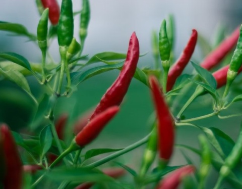 farm investment own a farm chilli farm big