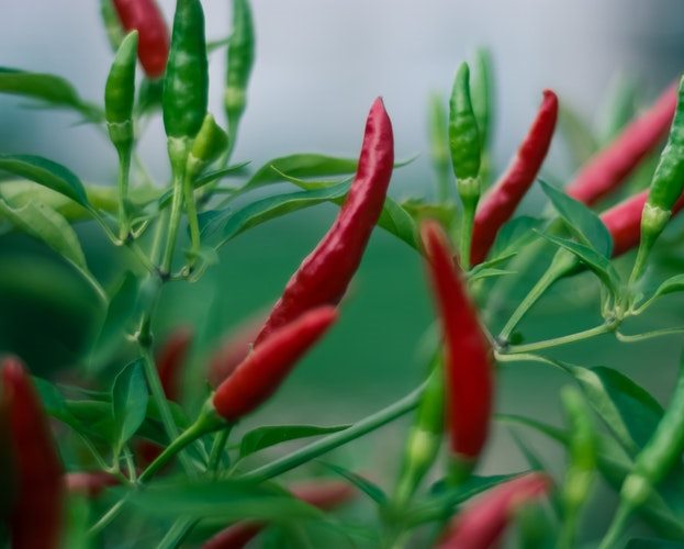 farm investment own a farm chilli farm big