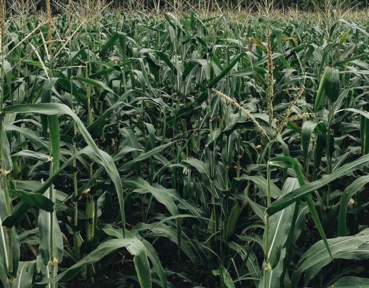 business plan for commercial maize farming in nigeria