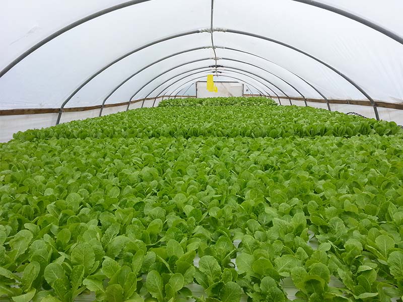 farm investment own a farm lettuce farm