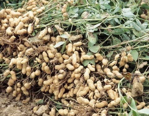 farm investment own a farm peanuts