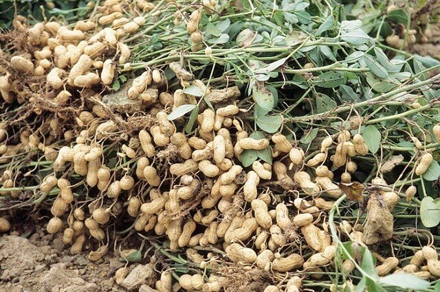 farm investment own a farm peanuts