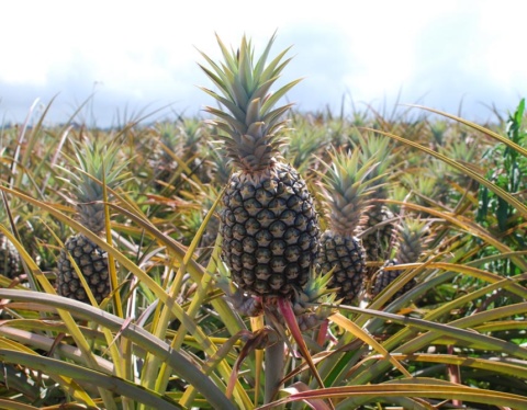 farm investment own a farm pineapple farm big 4