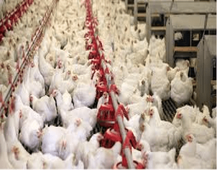 farm investment own a farm poultry farm big 2