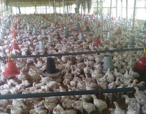 farm investment own a farm poultry farm big