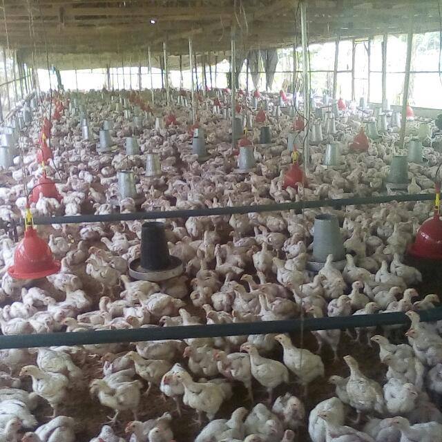 farm investment own a farm poultry farm big