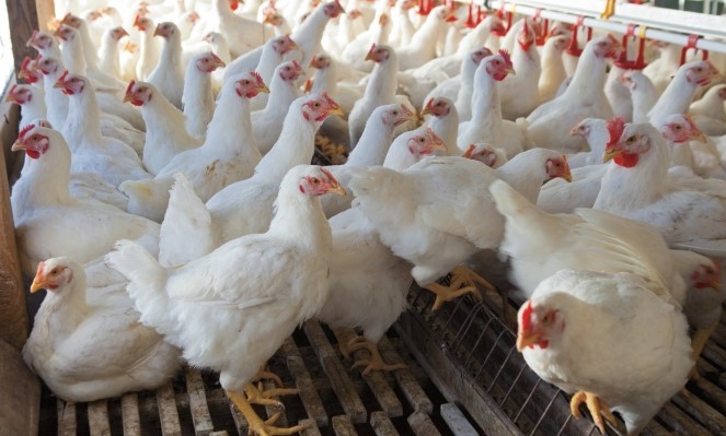 farm investment own a farm poultry farm