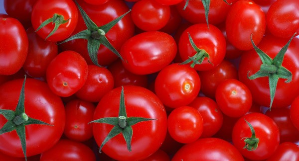 farm investment own a farm tomato farm big 4