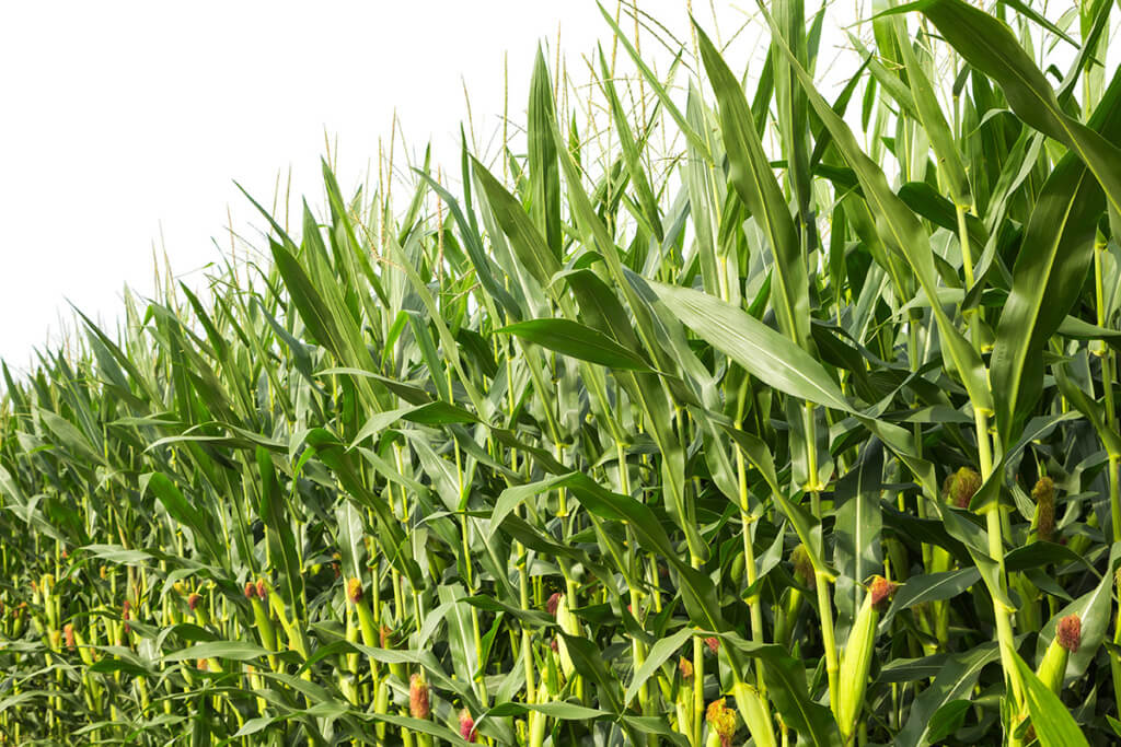 farm investment own a farm corn farm 4