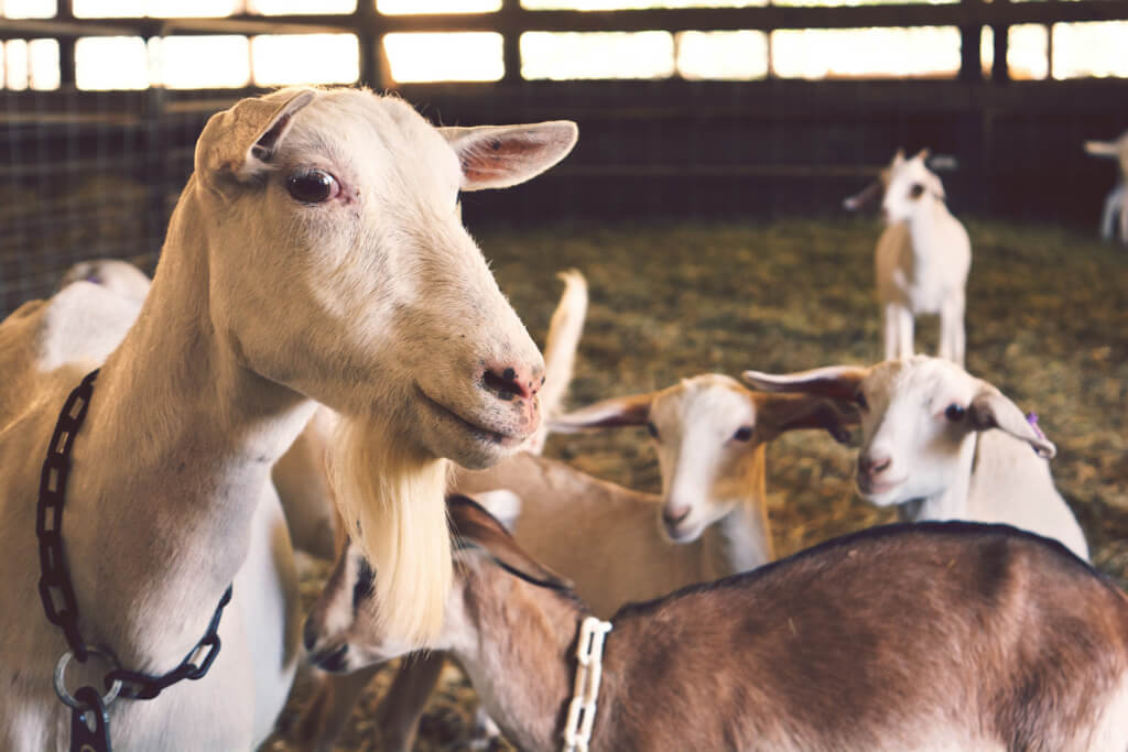 Goat farming in present conditions in Nigeria