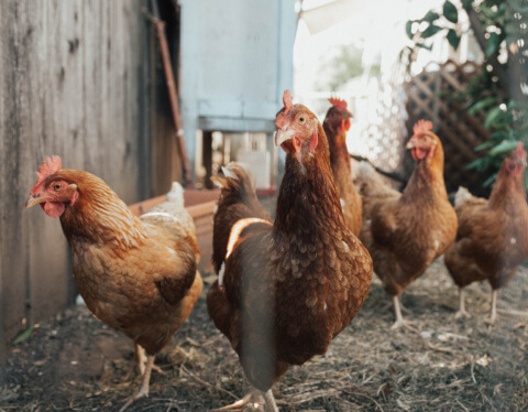 Is poultry farming feasible in Nigeria today