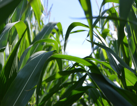 Maize farming is it a good investment in Nigeria