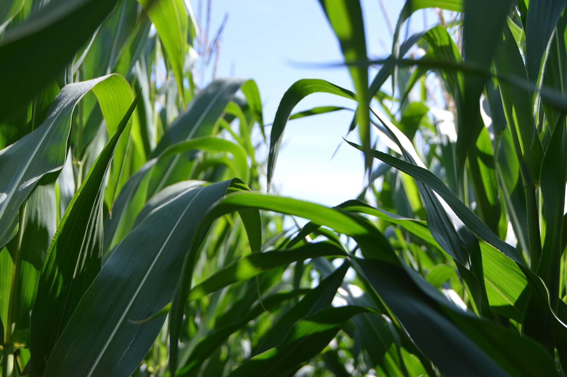 Maize farming is it a good investment in Nigeria