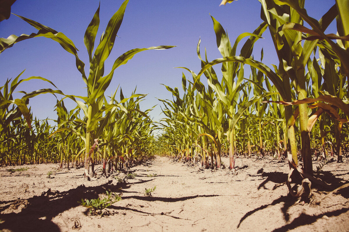 How Profitable Is Maize Farming In Nigeria