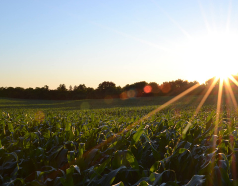 Agricultural investment companies